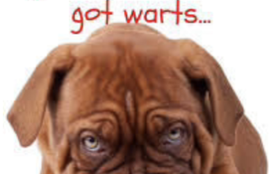 Dog warts