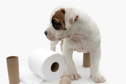 Toilet training your puppy